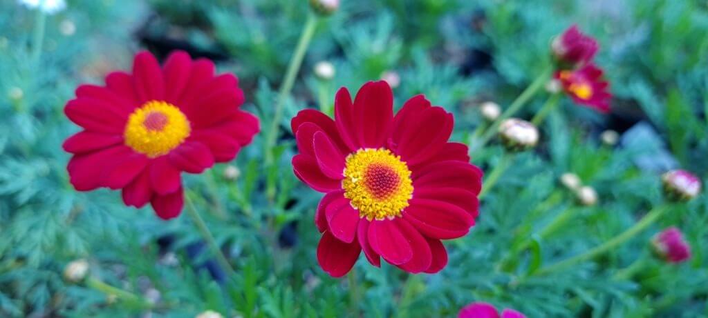 Argyranthemum 'Sassy Red'
