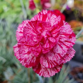 Dianthus Freckly Flake