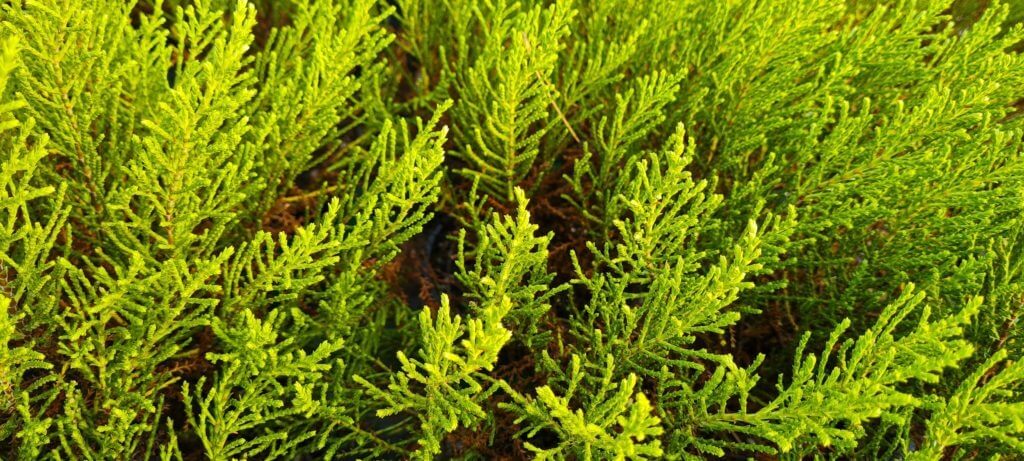 Hebe karo 'Golden Esk'