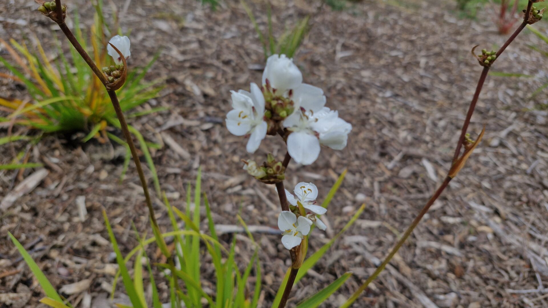 Libertia formosa
