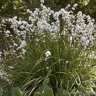 Libertia formosa