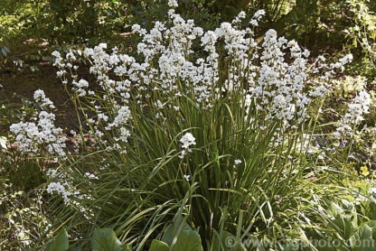 Libertia formosa