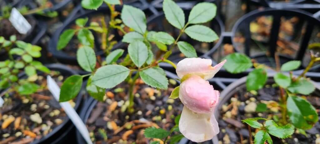 Rosa flower carpet white