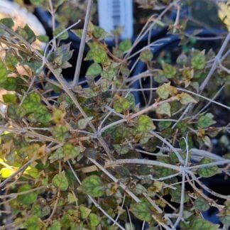 Coprosma 'Rhamnoides' – Maryflower