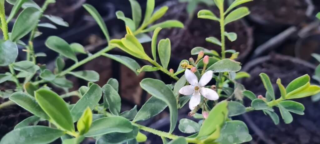 Eriostemon ‘Bournda Beauty’
