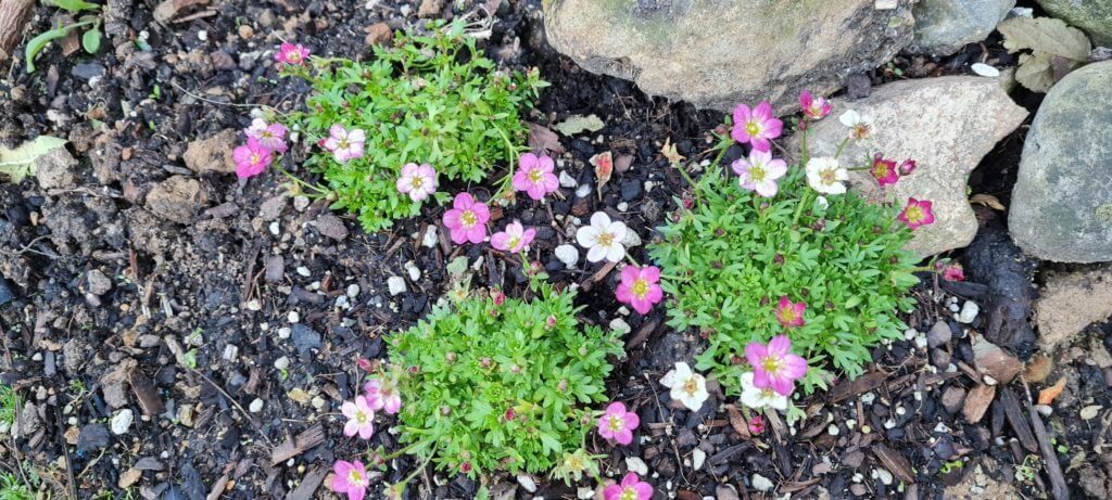 Saxifraga ‘Star Blush’