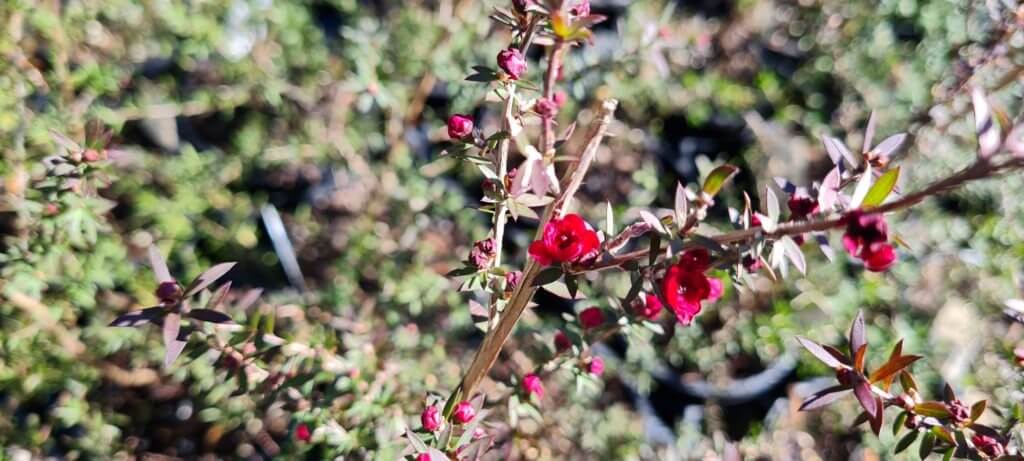 leptospermum 'Wiri Joan'