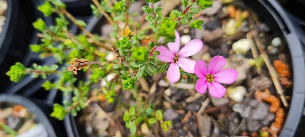 Acmadenia 'Starblush'