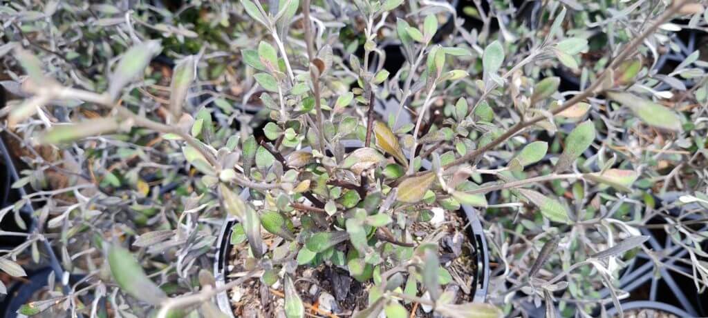 Corokia 'Phantom'