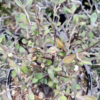 Corokia 'Phantom'