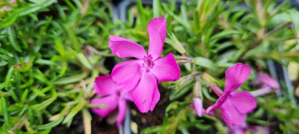 Phlox 'Daniel'