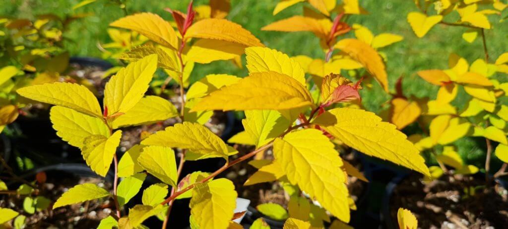 Spiraea 'Gold Flame'
