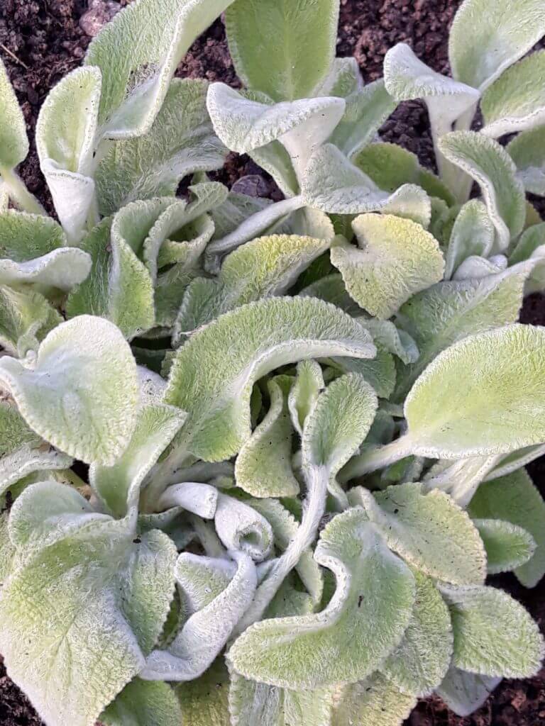 Stachys 'Limelight'
