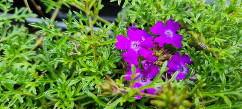 Verbena ‘Tenuisecta’