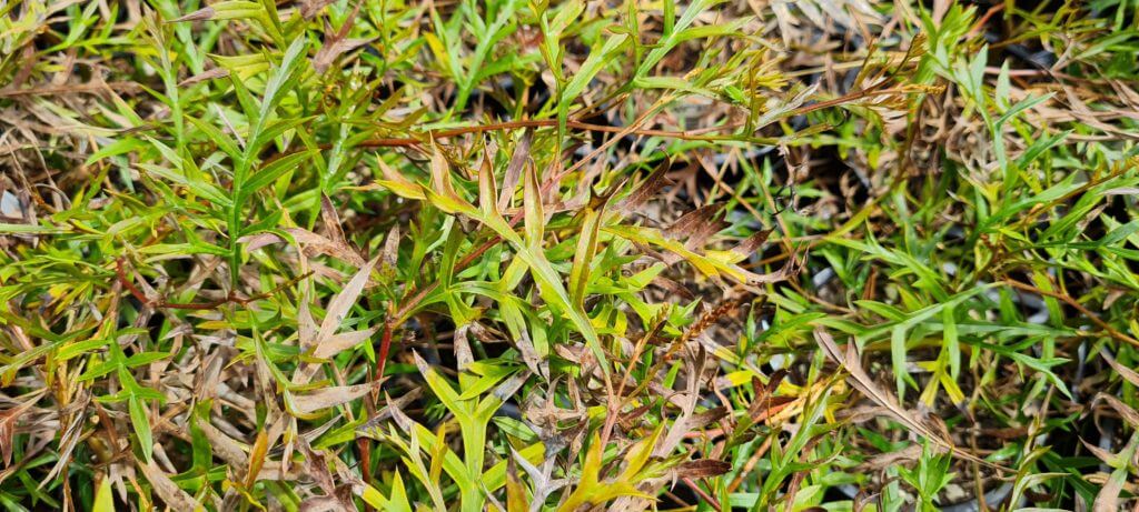 grevillea bronze rambler