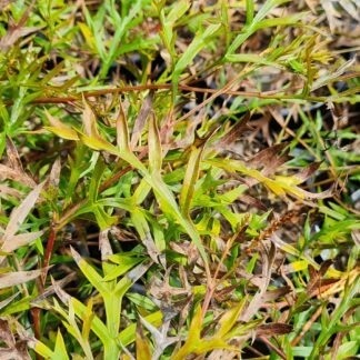 grevillea bronze rambler