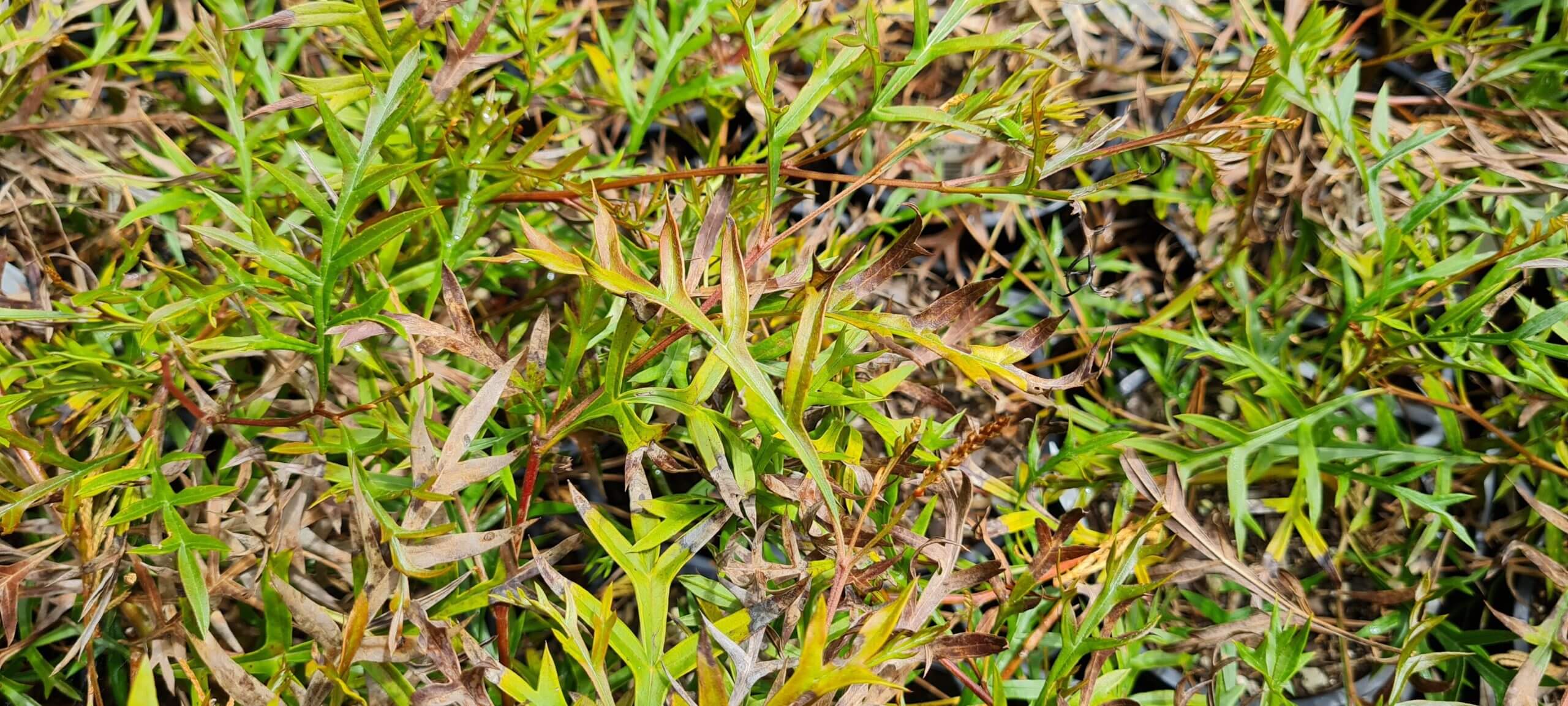 grevillea bronze rambler