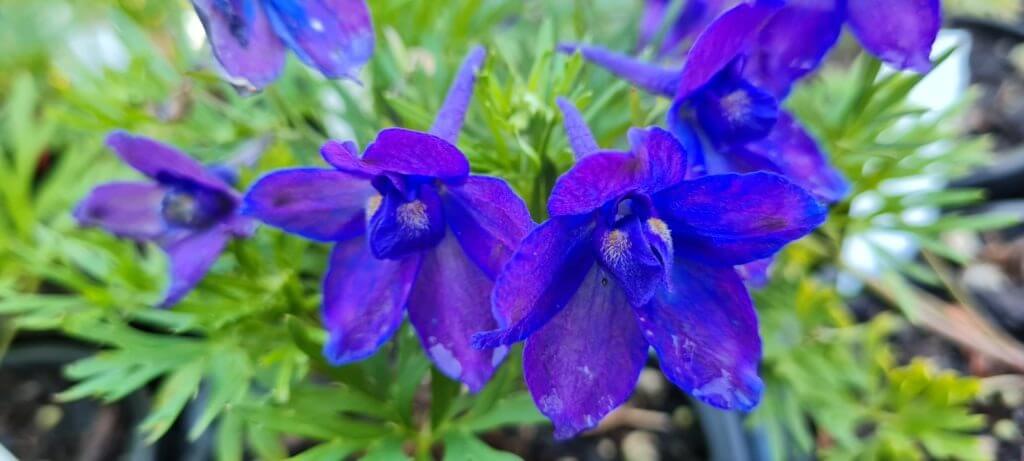 Delphinium Blue Butterfly'