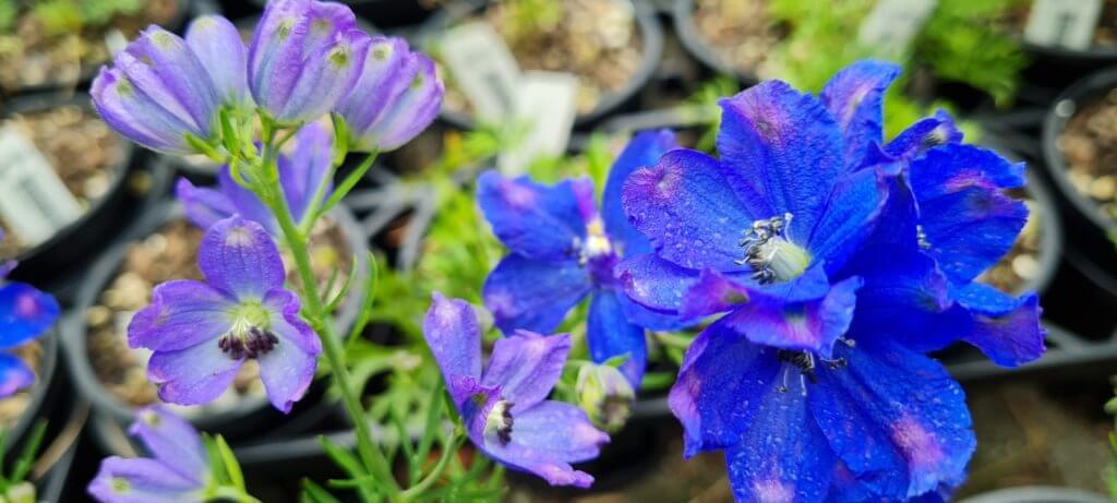 Delphinium Delfix Grand