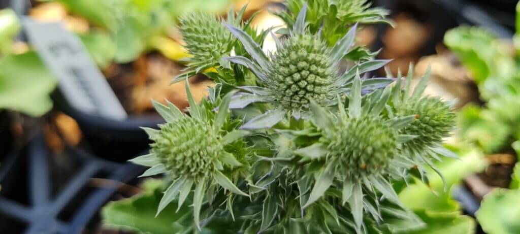 Eryngium ‘Blue Hobbit’