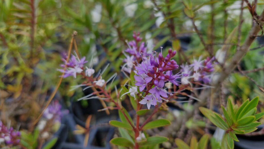 Hebe Ohakea