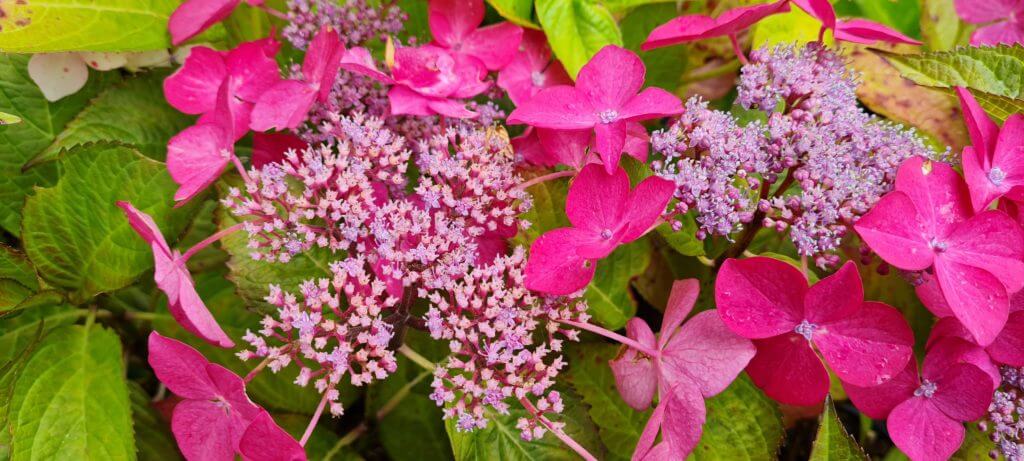 Hydrangea Selina