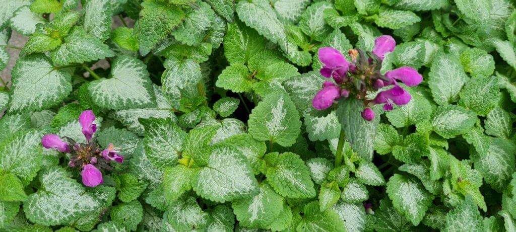 Lamium 'Beacon Silver'