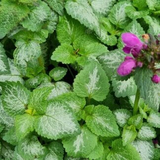 Lamium 'Beacon Silver'