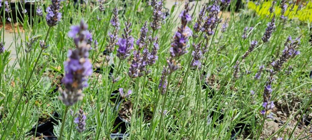 Lavander ‘Arabian Night’