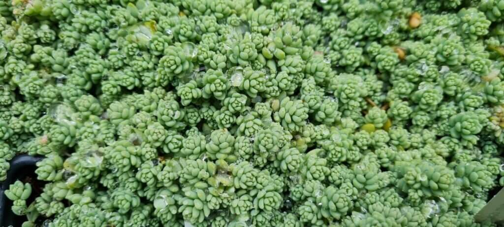 Sedum dasphyllum minor