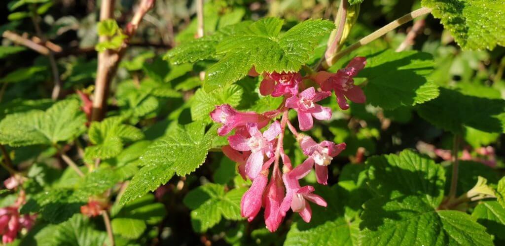 Ribes Sanguineum