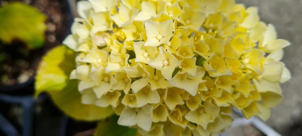 Hydrangea Goldie