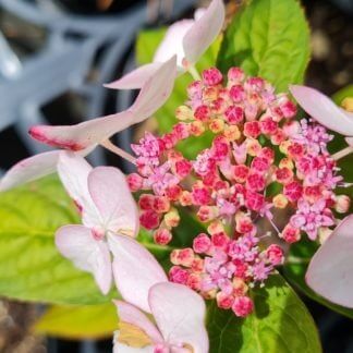 Hydrangea Grayswood