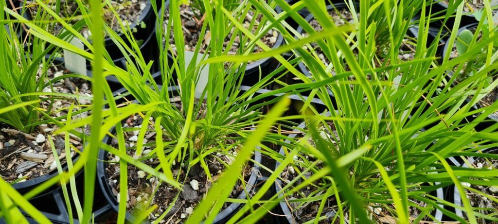 Lomandra Green Allure
