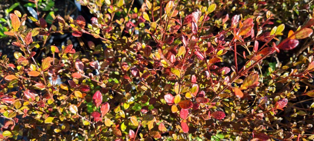 Lophomyrtus 'Red Dragon'