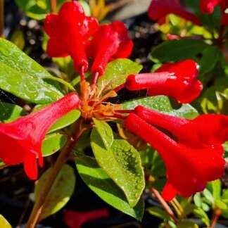 Rhododendron'Fire Mountain'