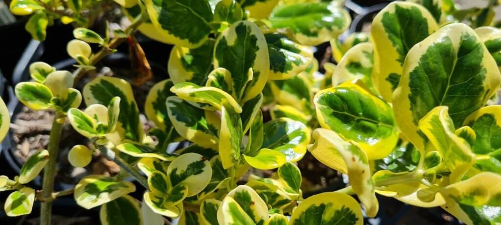 Coprosma 'Taupata Gold'