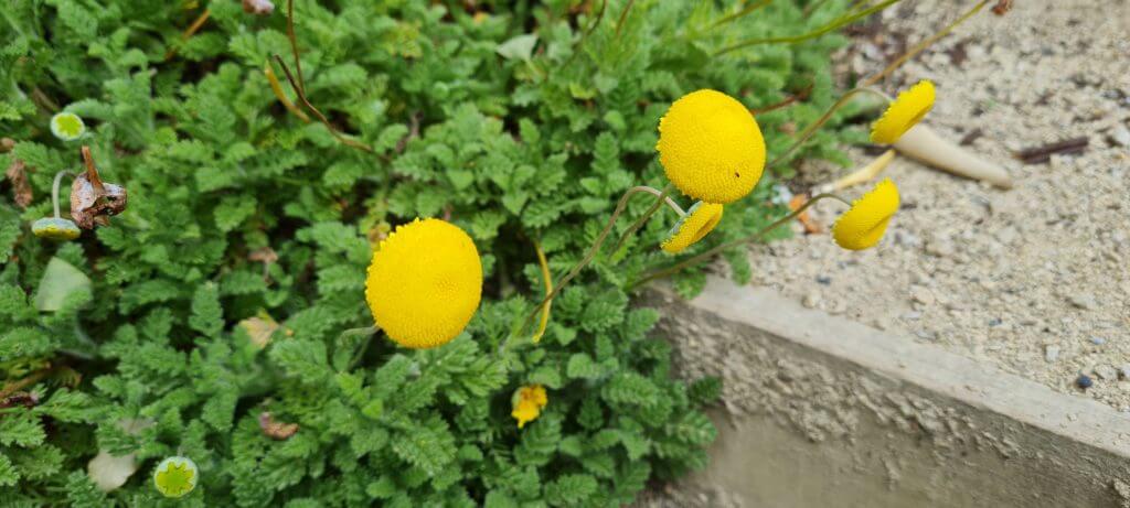 Cotula 'Tiffendel Gold'
