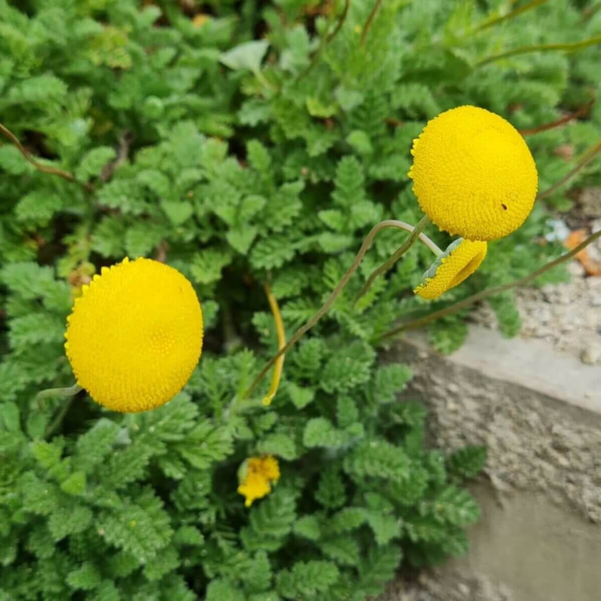 Cotula 'Tiffendel Gold'  Maryflower