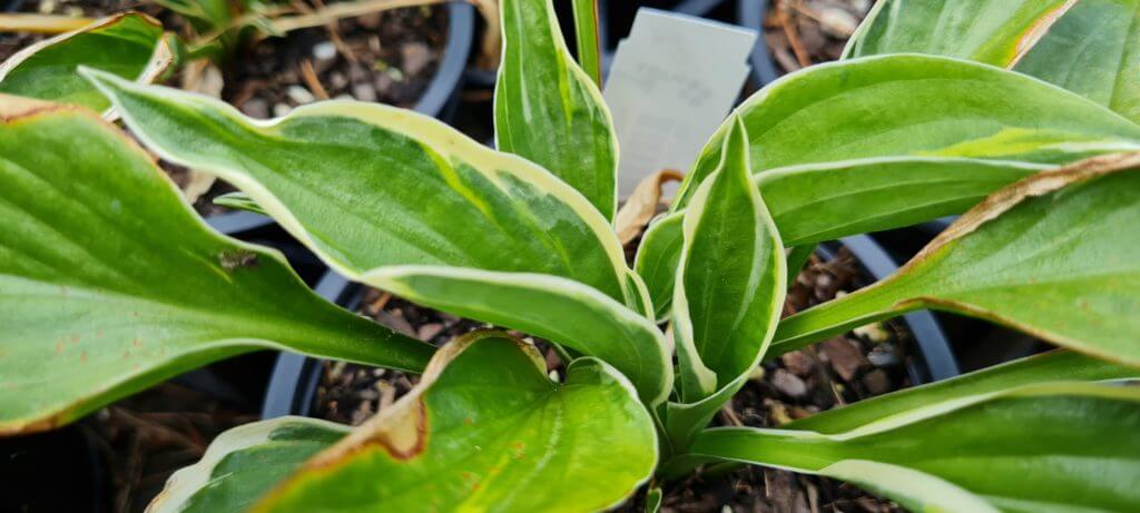 Hosta 'Minuteman'