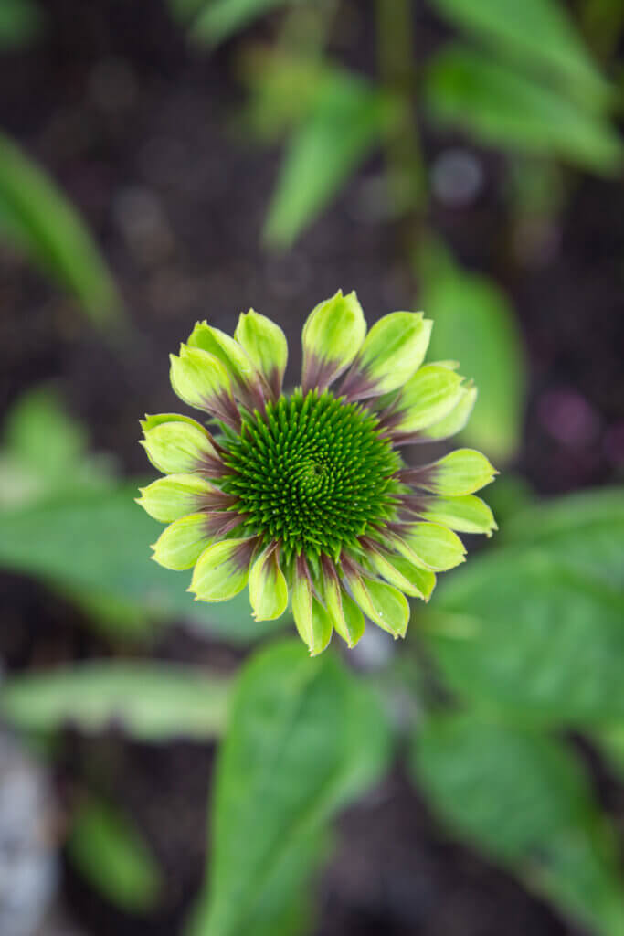 Echinacea Green Twister