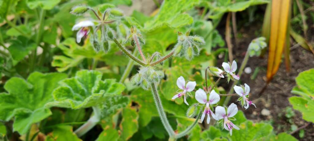 Pelargonium tomentosum 1