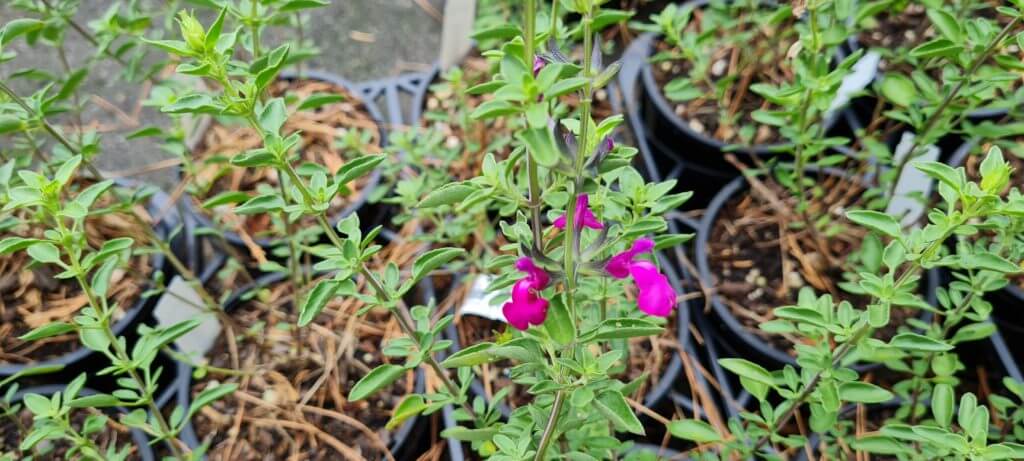 Salvia 'Dark Dancer'