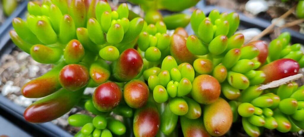 Sedum 'Rubrotinctum'