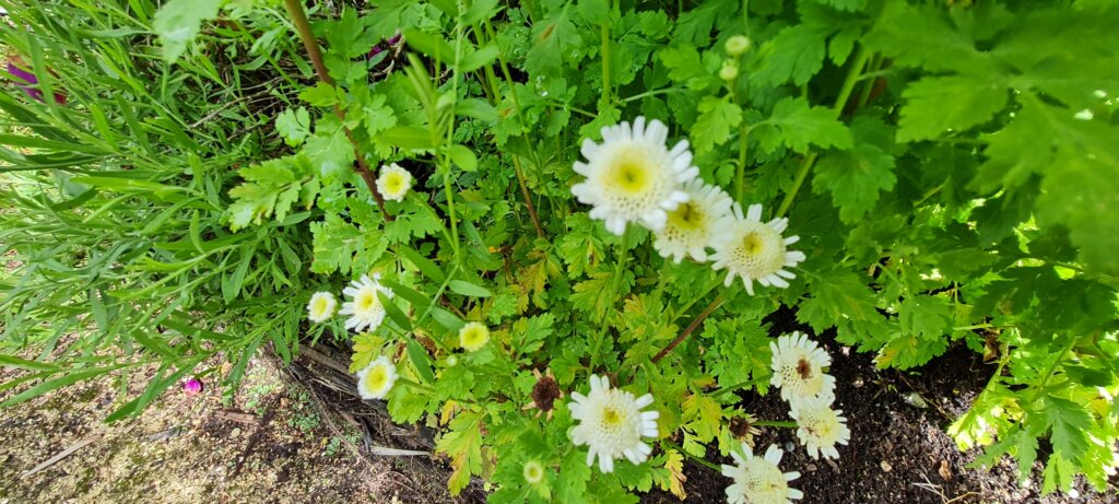 Tanecetum ‘Selma Star’