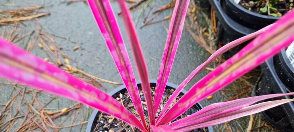 Cordyline 'Pink Perfection'