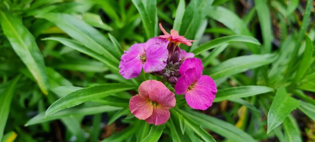 Erysimum 'Pastel Patchwork'
