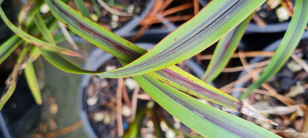 Phormium Licorice and Lime'