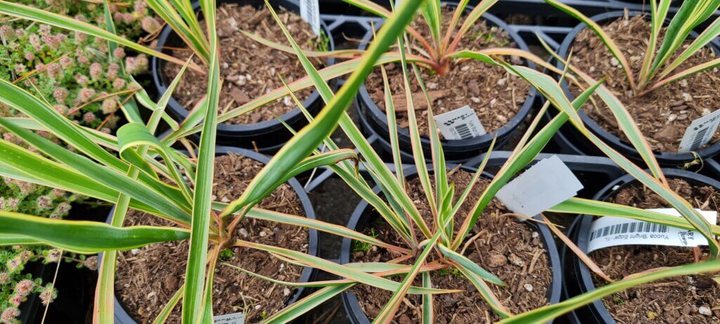 Yucca 'Bright Edge'