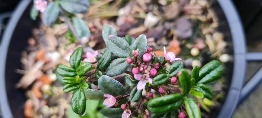zieria prostrata 1